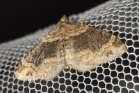 Xanthorhoe ferrugata