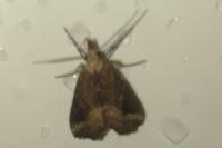 Schrankia costaestrigalis