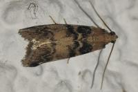 Euzophera pinguis