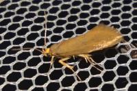 Crassa unitella