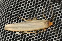 Manulea complana