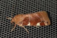 Cosmia diffinis