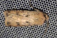 Agrotis segetum