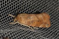 Cosmia affinis