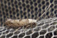 Paraswammerdamia albicapitella