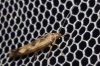 Scythris limbella