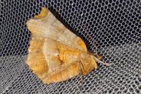 Selenia dentaria