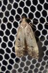 Dichomeris alacella