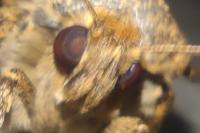 Amphipyra berbera