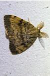 Lymantria dispar