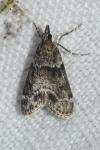 Eudonia mercurella