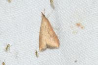 Udea ferrugalis
