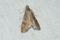 Nomophila noctuella