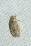 Agonopterix yeatiana