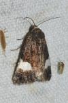 Tyta luctuosa