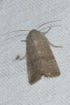 Hoplodrina