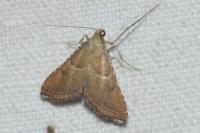 Endotricha flammealis