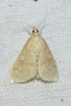 Ostrinia nubilalis/scapulalis