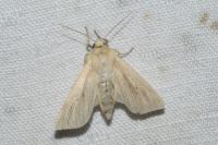Mythimna impura