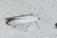 Yponomeuta rorrella