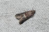 Acrobasis marmorea