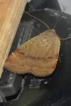 Noctua comes