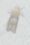 Eucosma conterminana