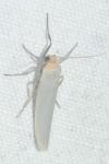 Eilema caniola
