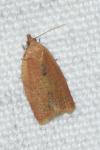 Clepsis consimilana