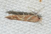 Pyroderces argyrogrammos