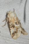 Eremobia ochroleuca