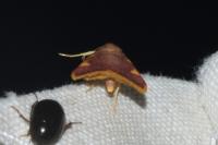 Hypsopygia costalis