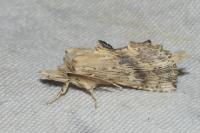 Pterostoma palpina