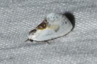 Cilix glaucata