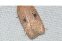 Agonopterix subpropinquella