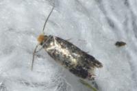 Stigmella