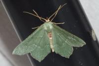 Hemithea aestivaria