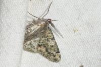 Cleorodes lichenaria