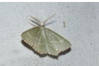 Thalera fimbrialis