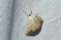 Evergestis extimalis