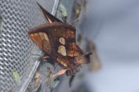 Plusia festucae