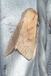 Mythimna vitellina