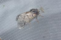Thaumetopoea pityocampa