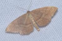 Scopula rubiginata