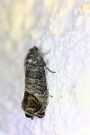 Cydia pomonella