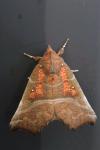Scoliopteryx libatrix