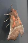 Scoliopteryx libatrix