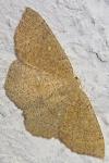 Cyclophora ruficiliaria