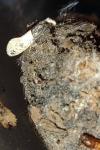 Trichophaga tapetzella