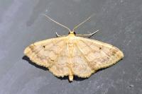 Idaea biselata